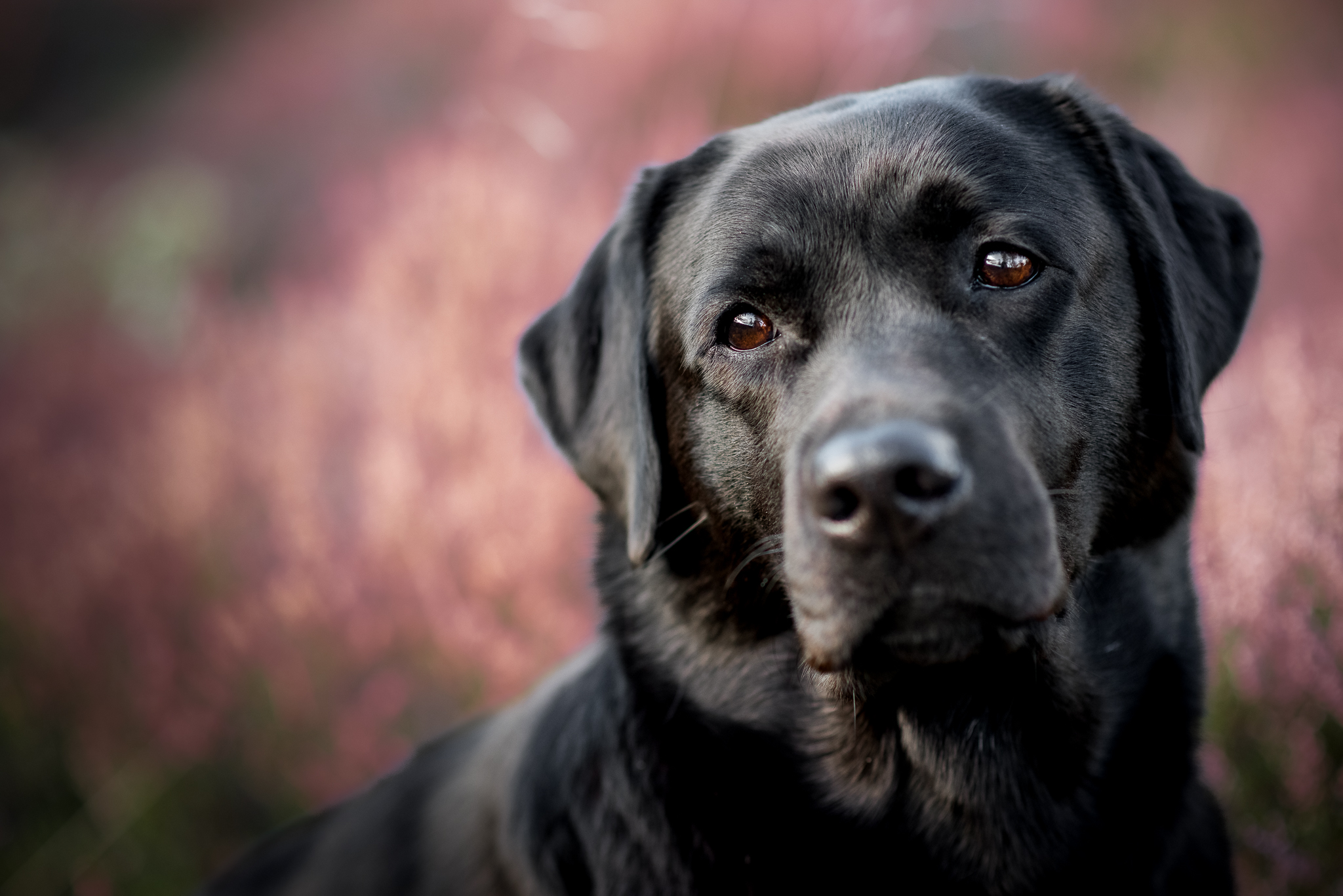 Labrador schwarz Heide Portrait