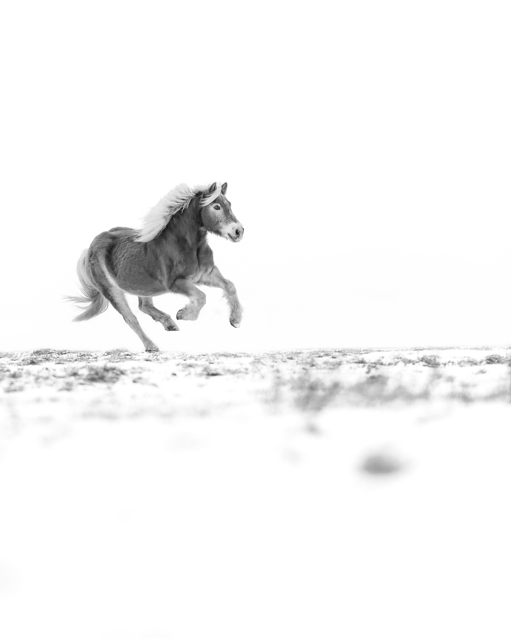 Haflinger galoppierend im Schnee schwarz weiß