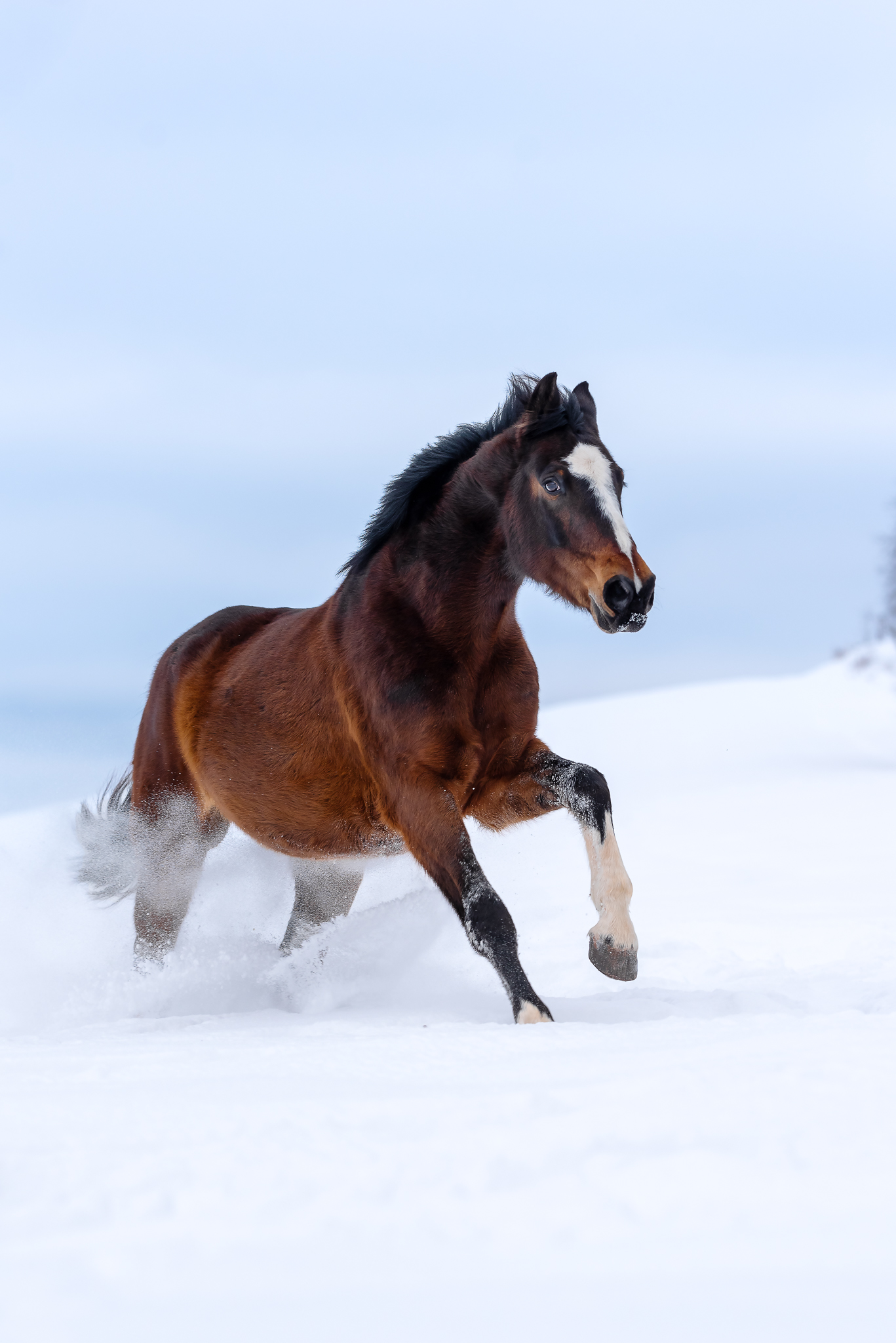 Pferd galloppierend im Schnee bunte aufnahme