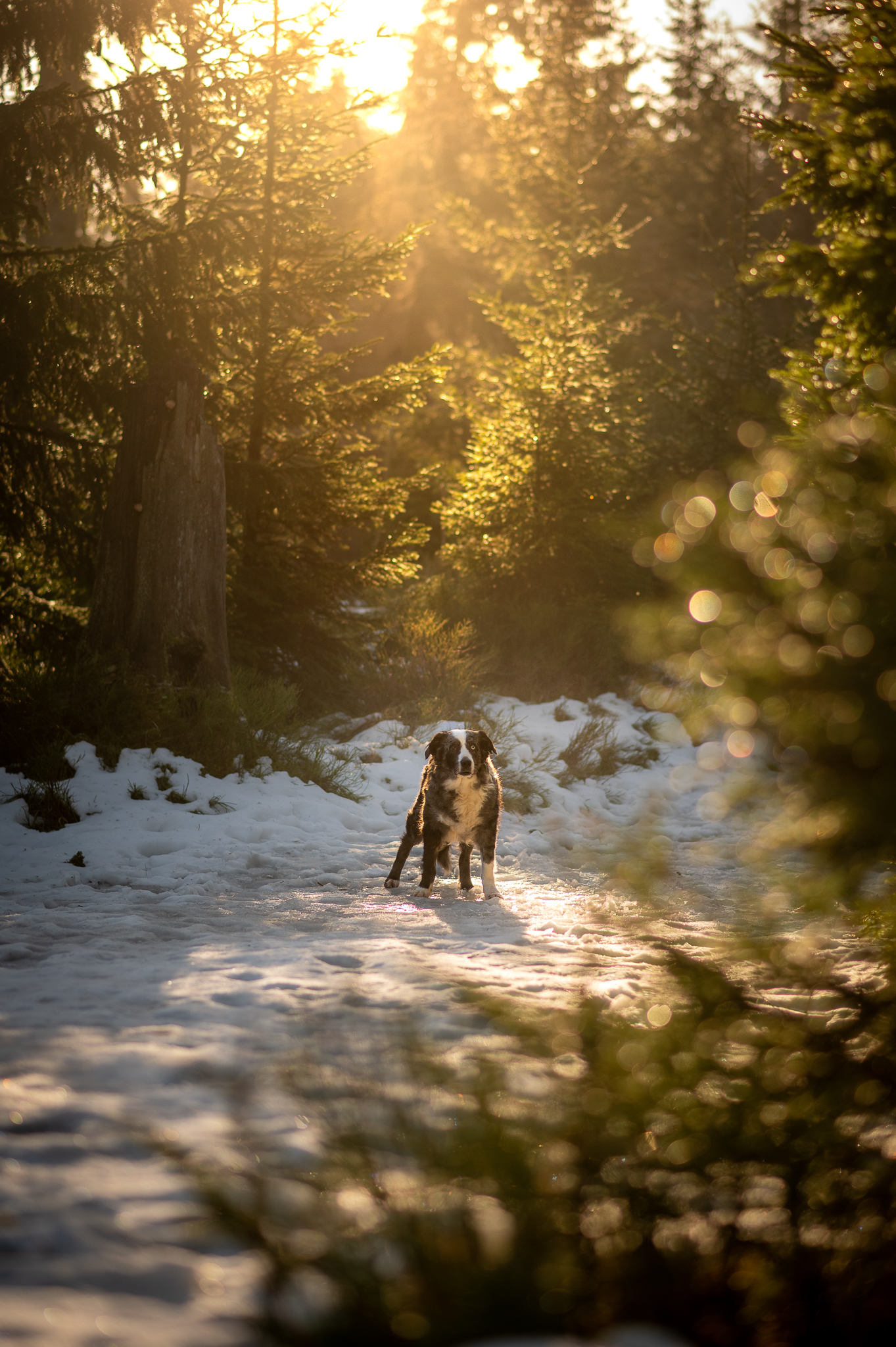 Hundeshooting im Winterwald
