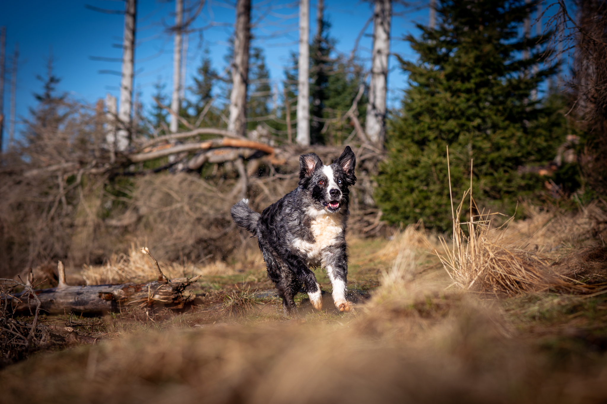 Hundefotografie im Harz