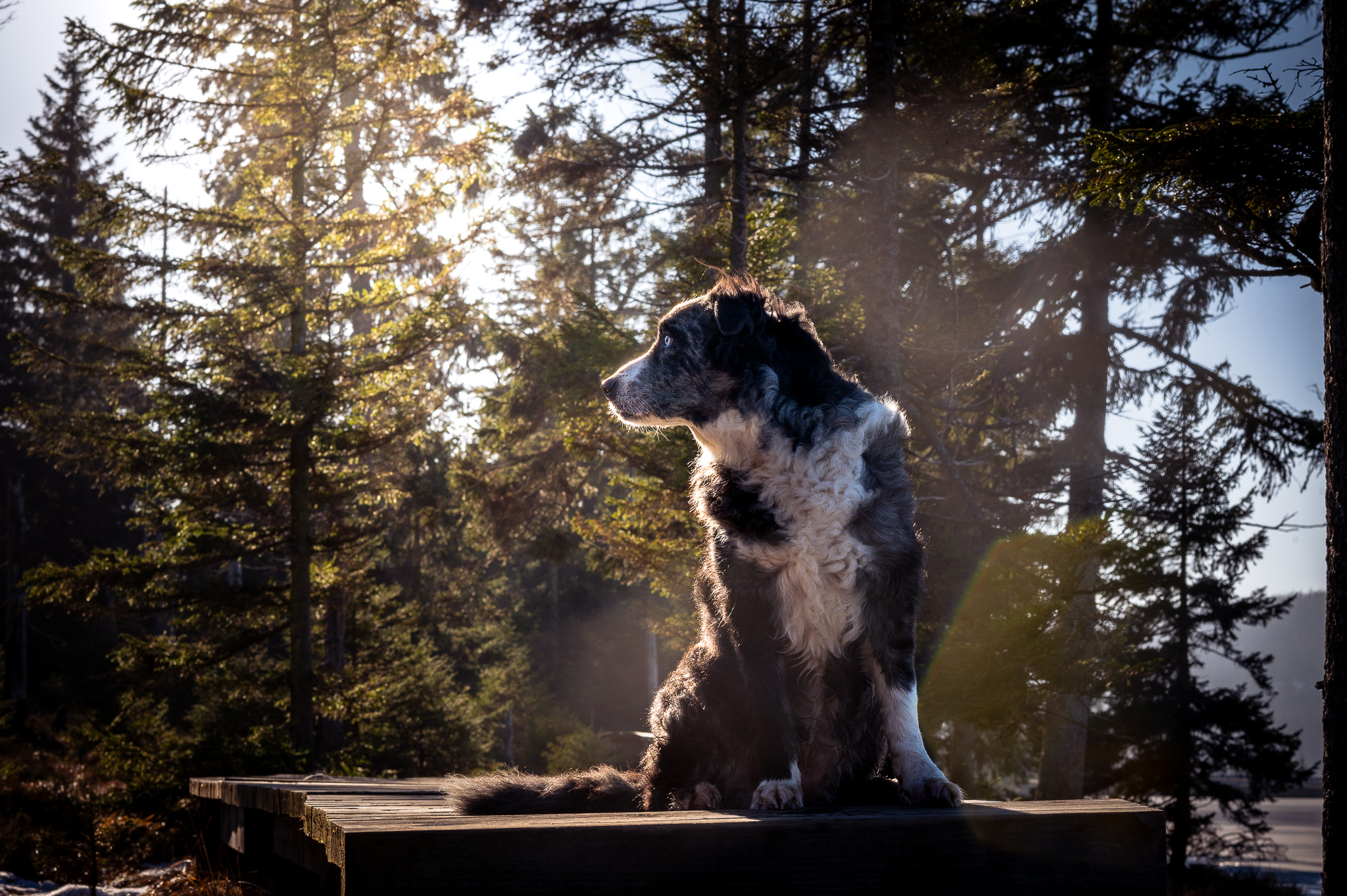 Hundefotografie im Gegenlicht