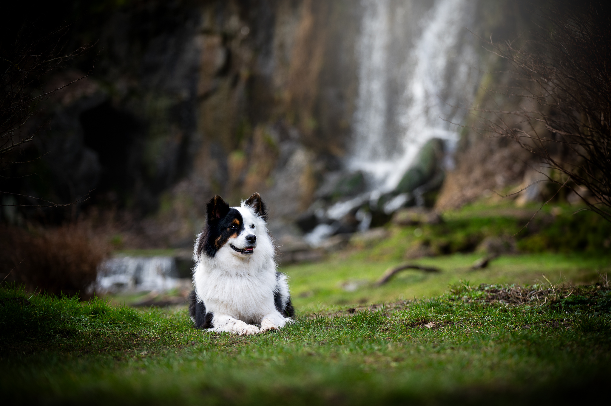 Hund liegend vor dem Königshütter Wasserfall