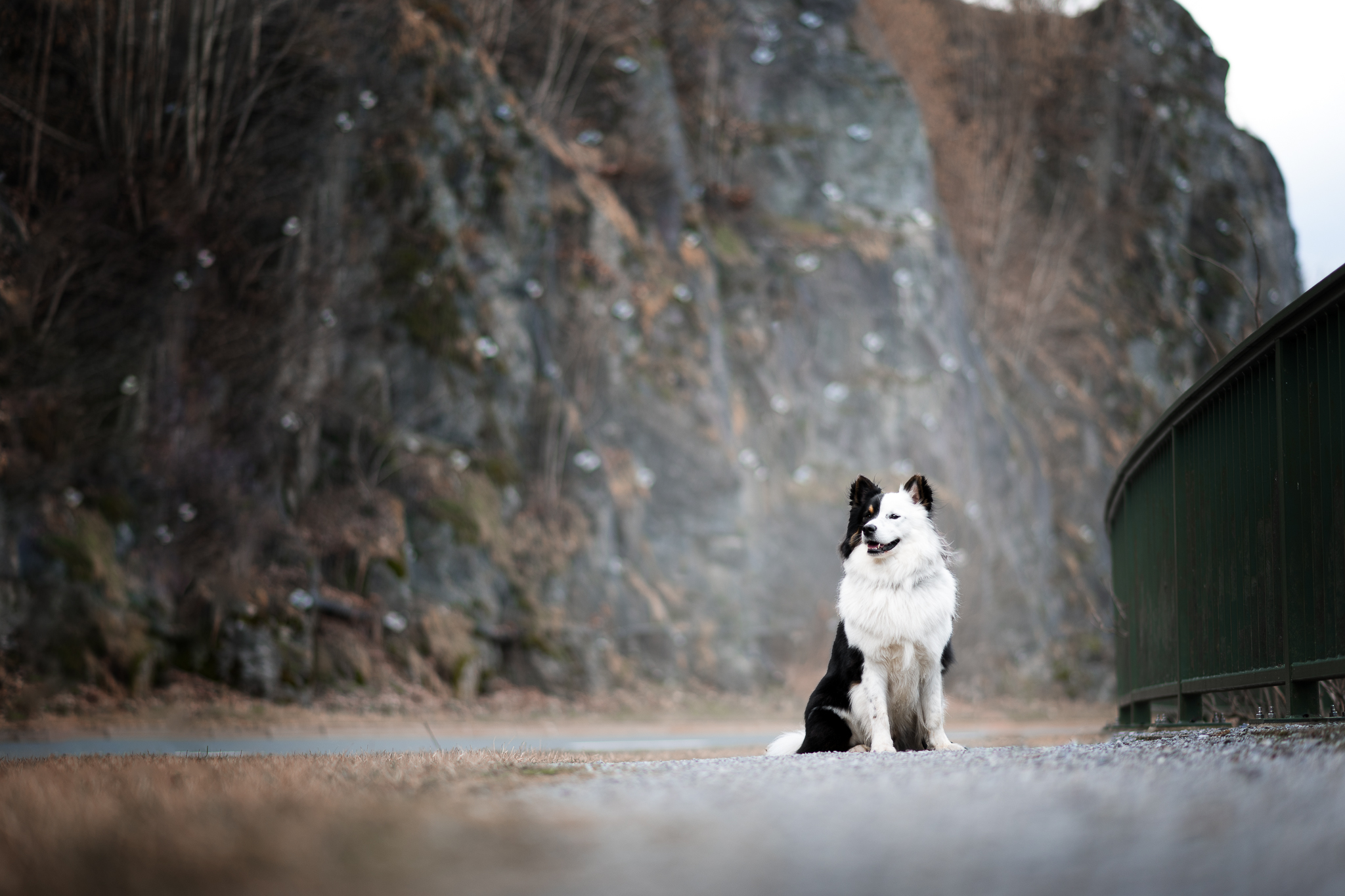 Hund sitzend vor Felswand im Harz