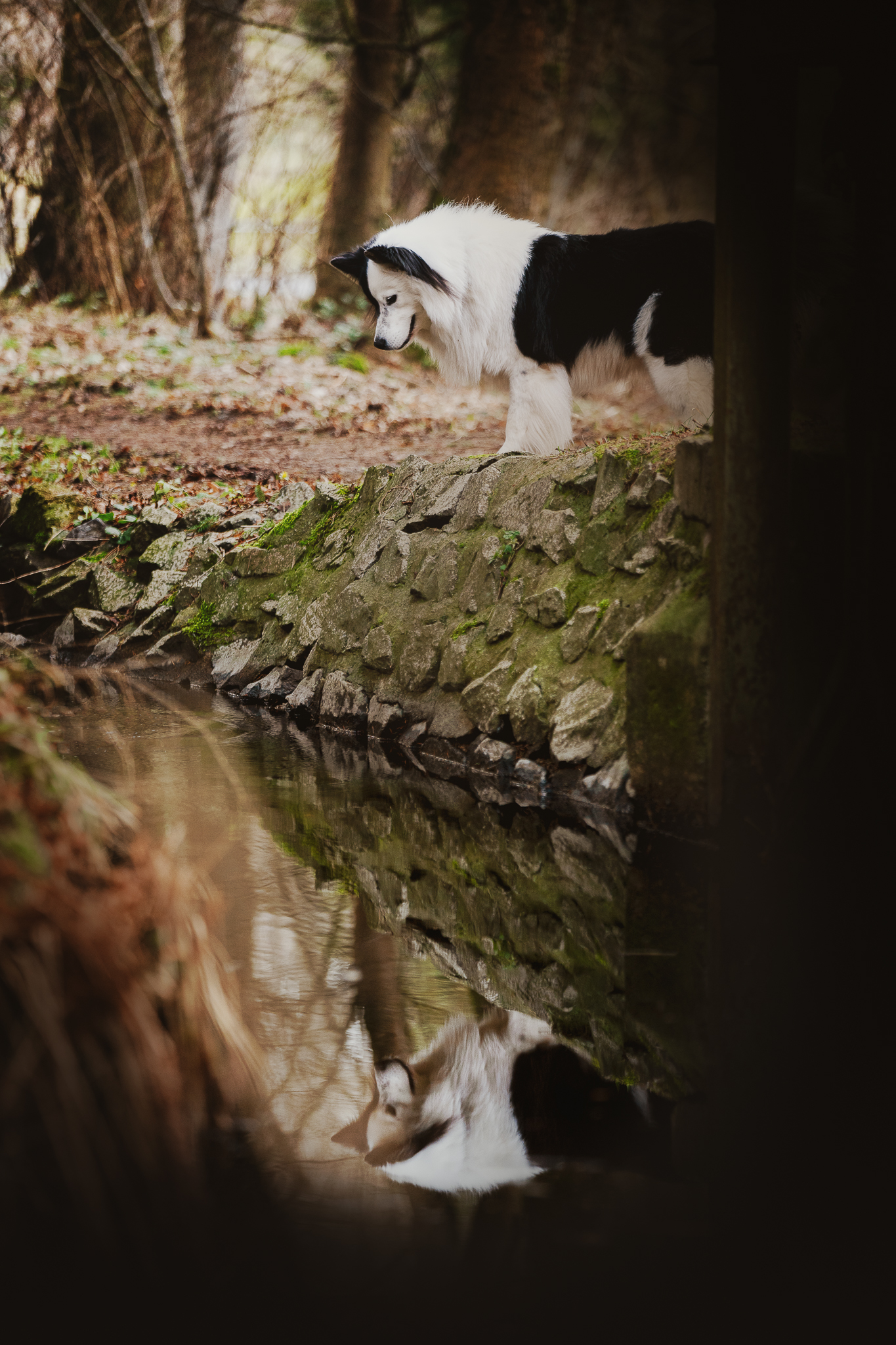 Hund im Wald am Bach