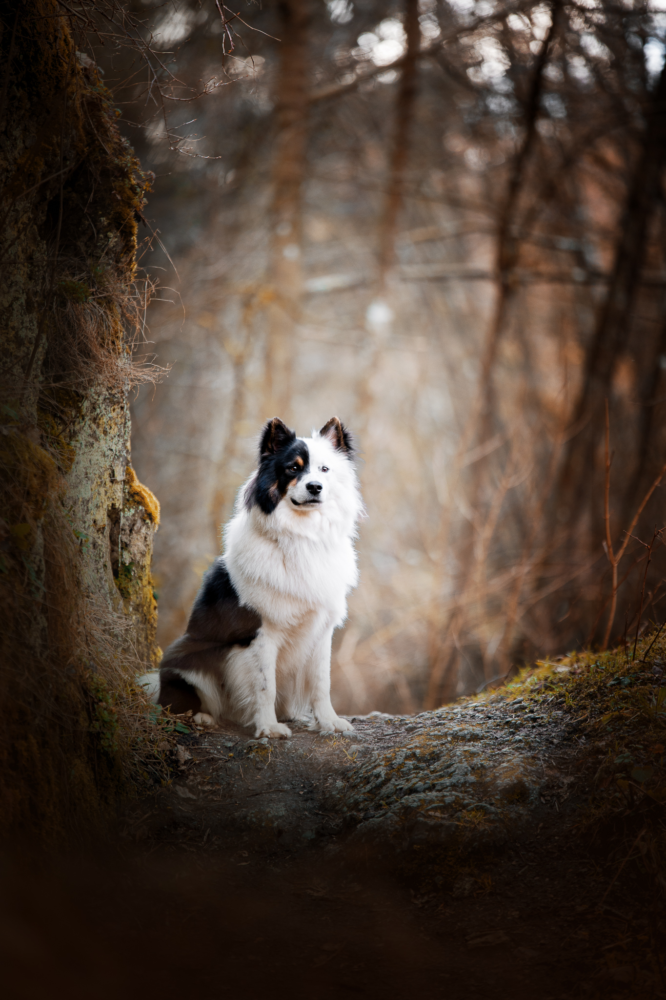 Hund sitzend im Wald