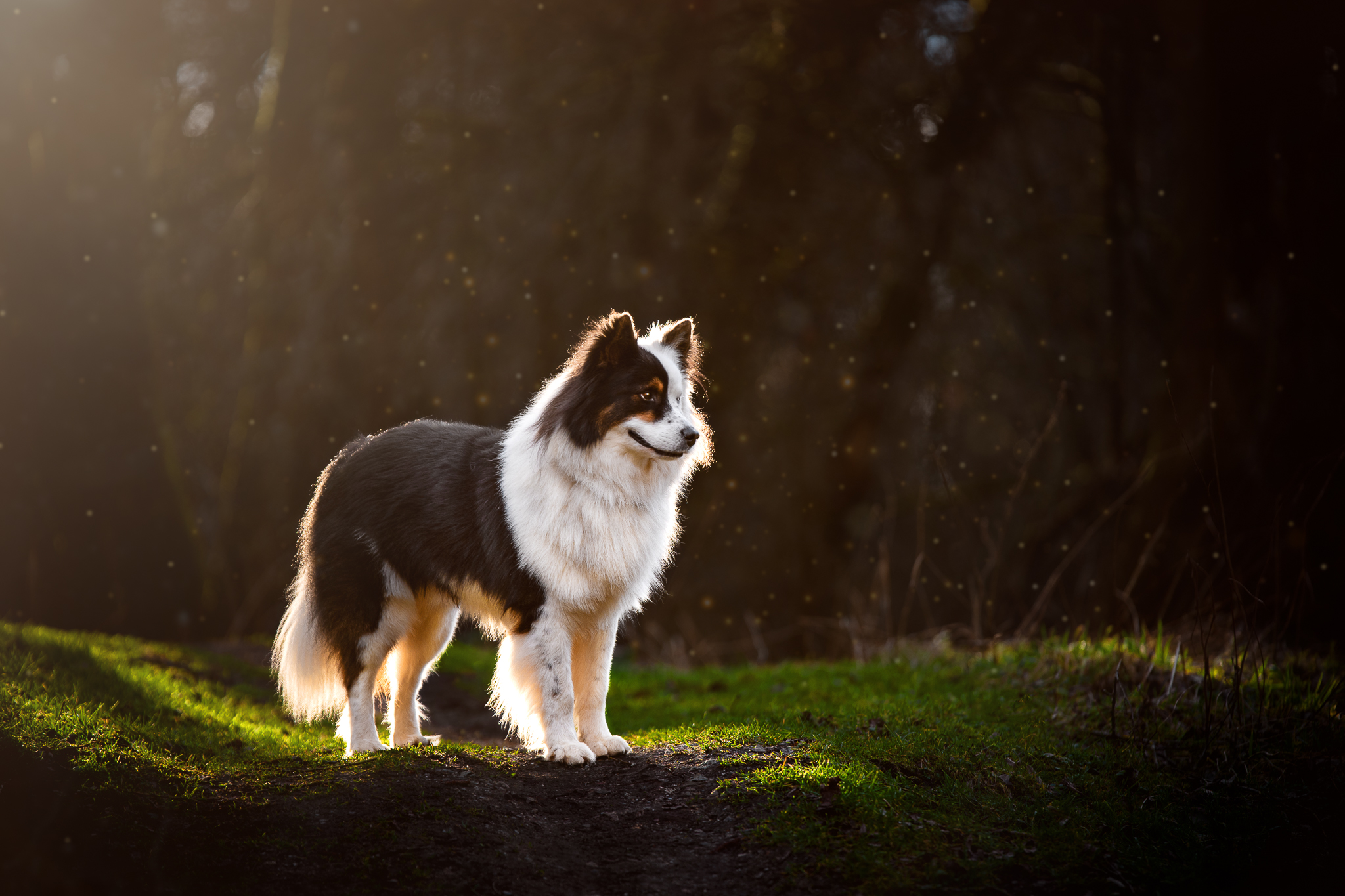 Hund im fairylight-Gegenlicht