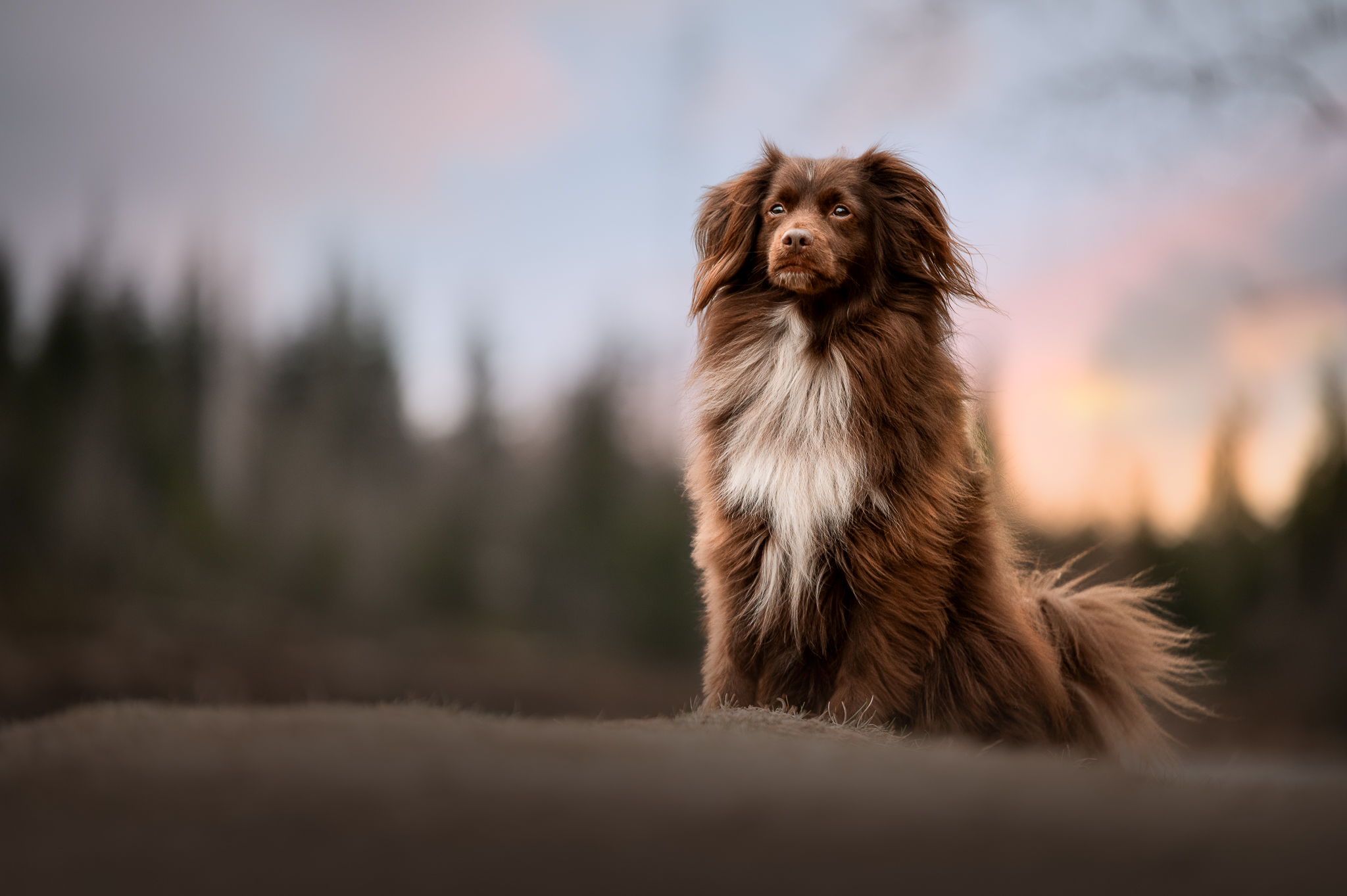 Sitzender Hund im Sonnenaufgang