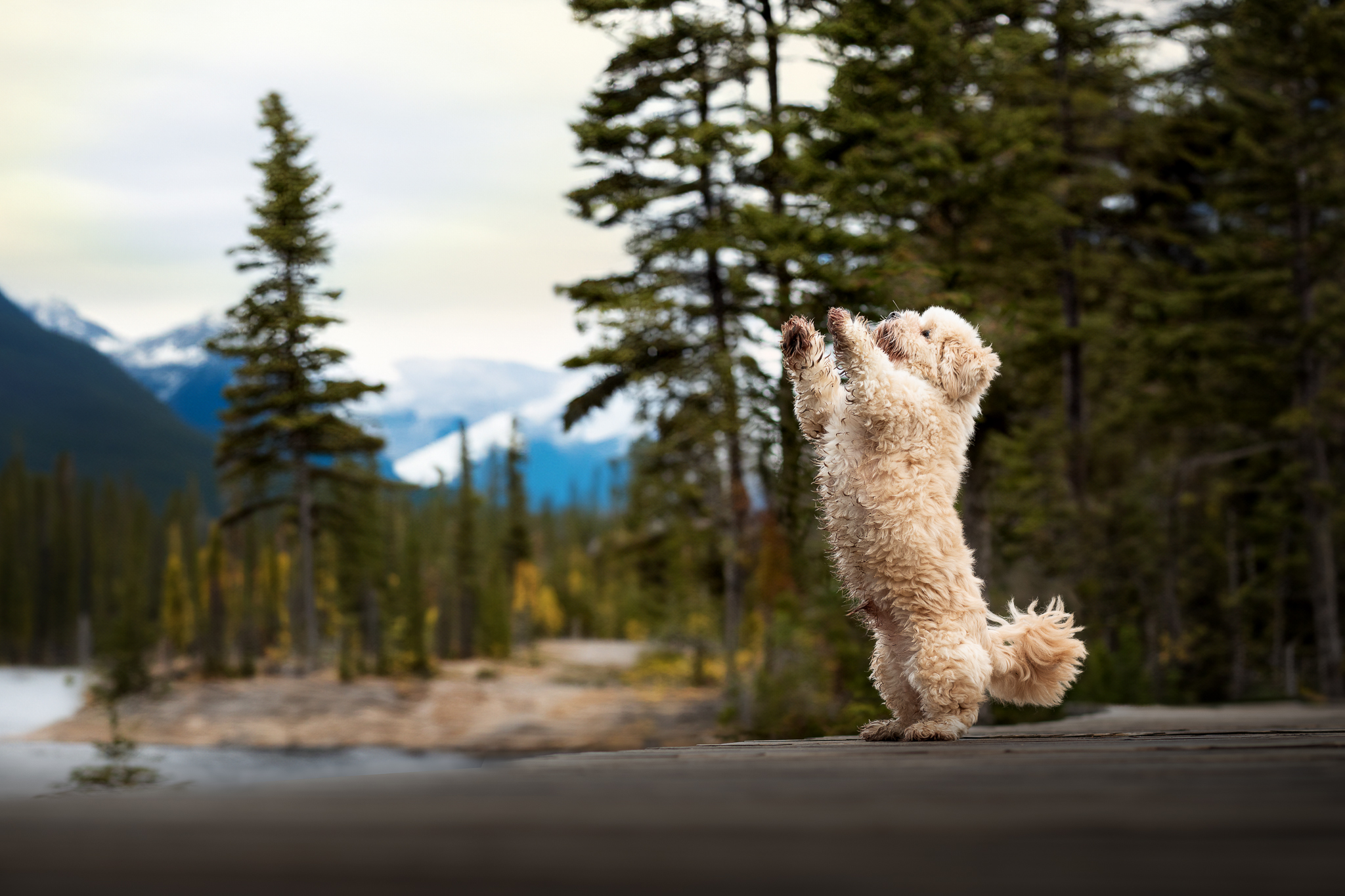 Lhasa Apso Hund Männchen Wald Kanada Berge