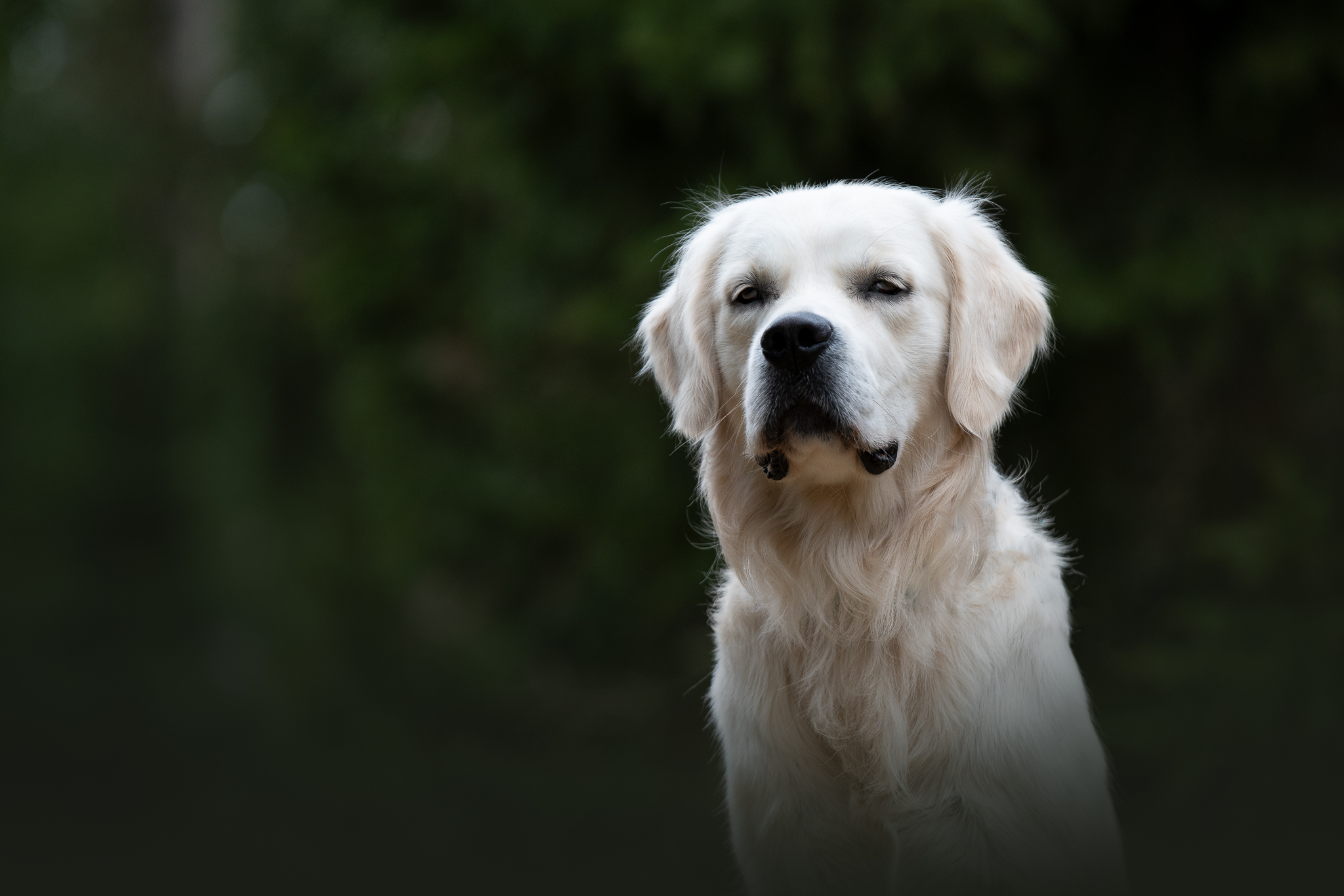 Golden Retriever Portrait im Wald