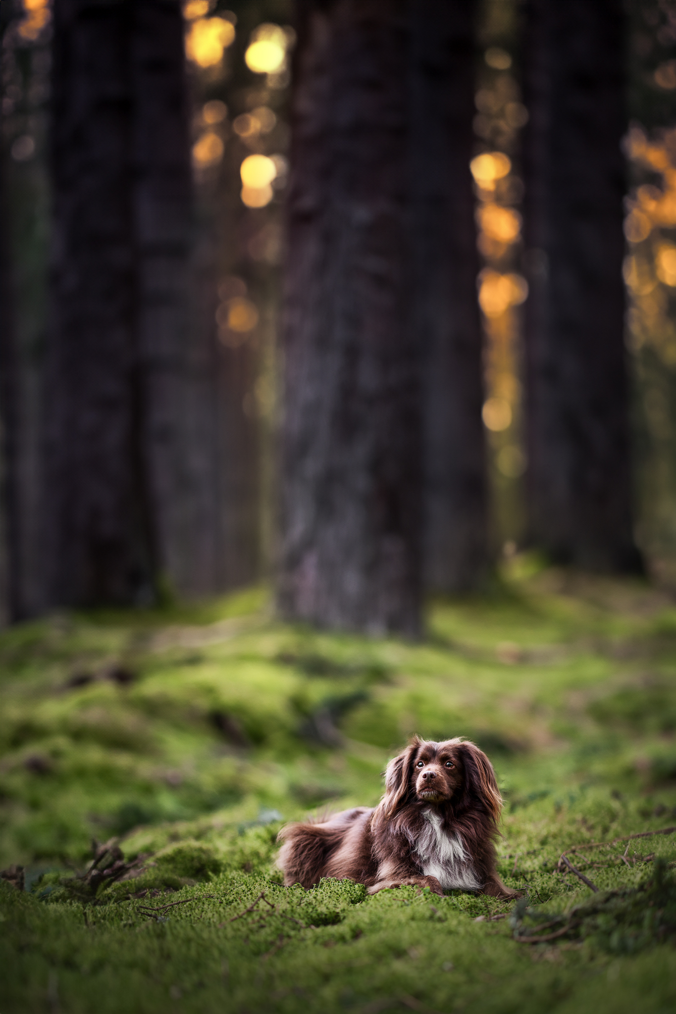 Mischlingshund liegt auf dem Moos im Wald