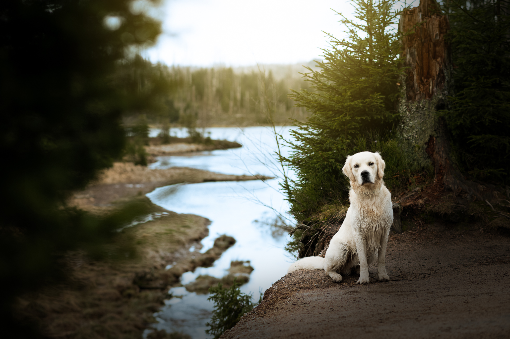 Golden Retriever See Wald