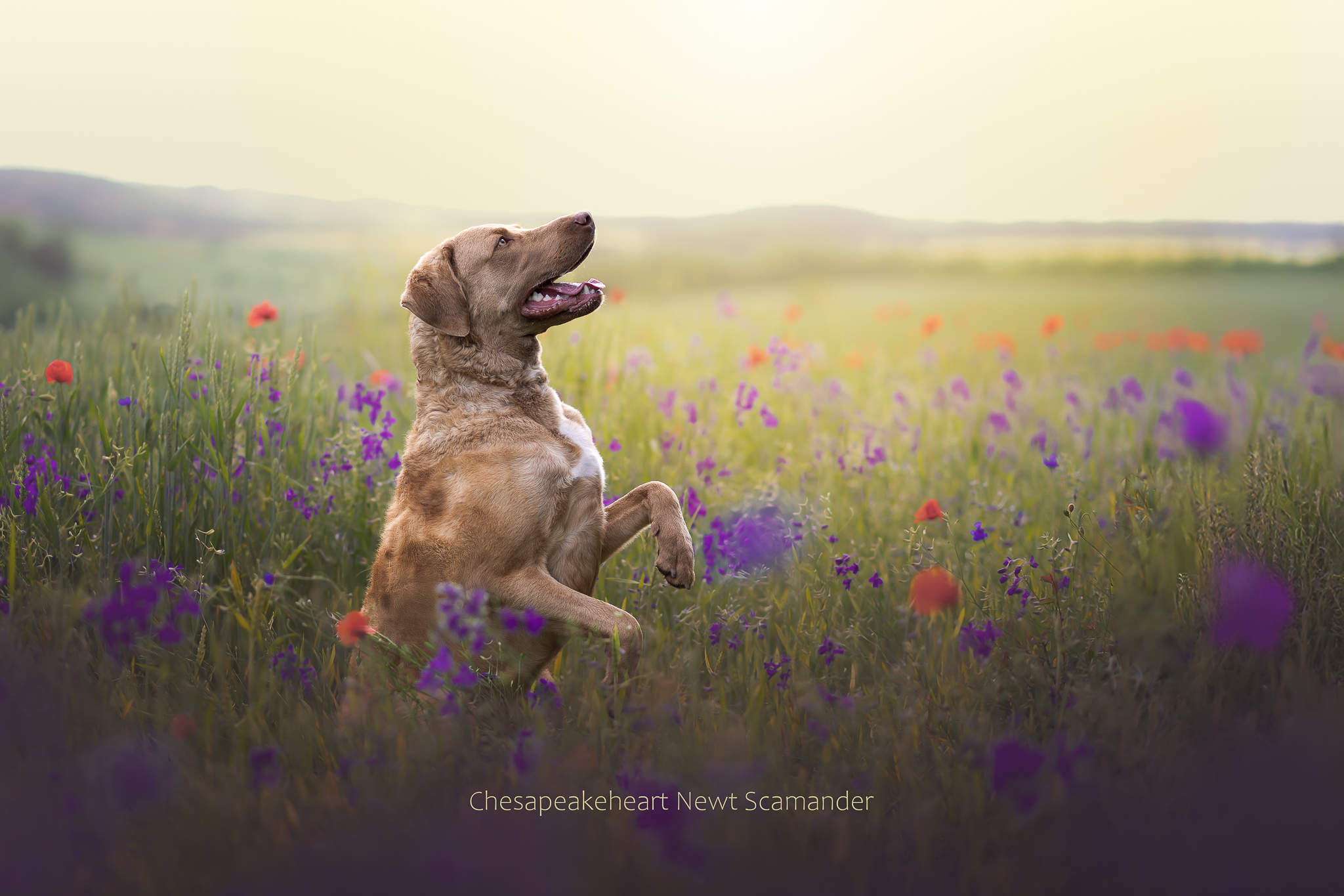 Hund in aufrechter Pose im Kornblumenfeld