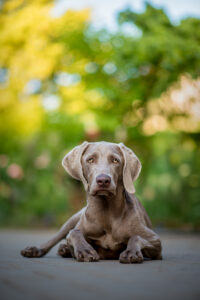 Weimaraner liegt vor Busch