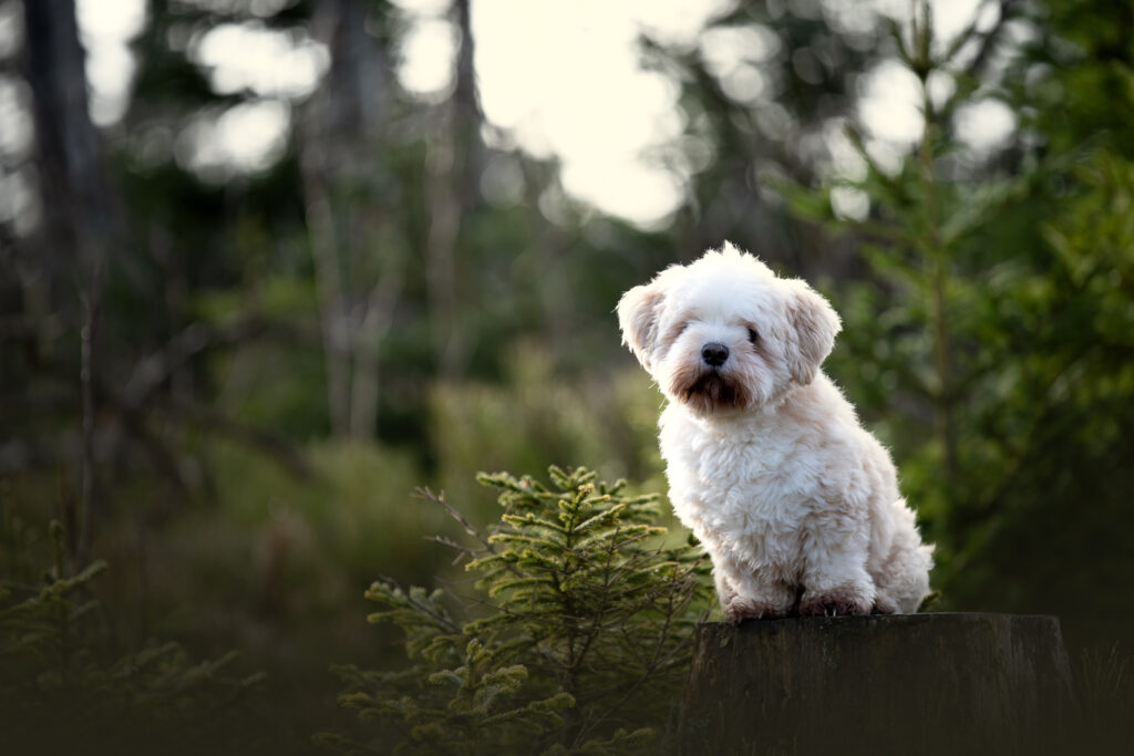 Weißer Hund sitzt im Wald