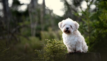 Weißer Hund sitzt im Wald