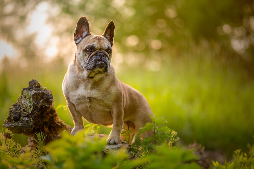 Französische Bulldogge im Morgenlicht