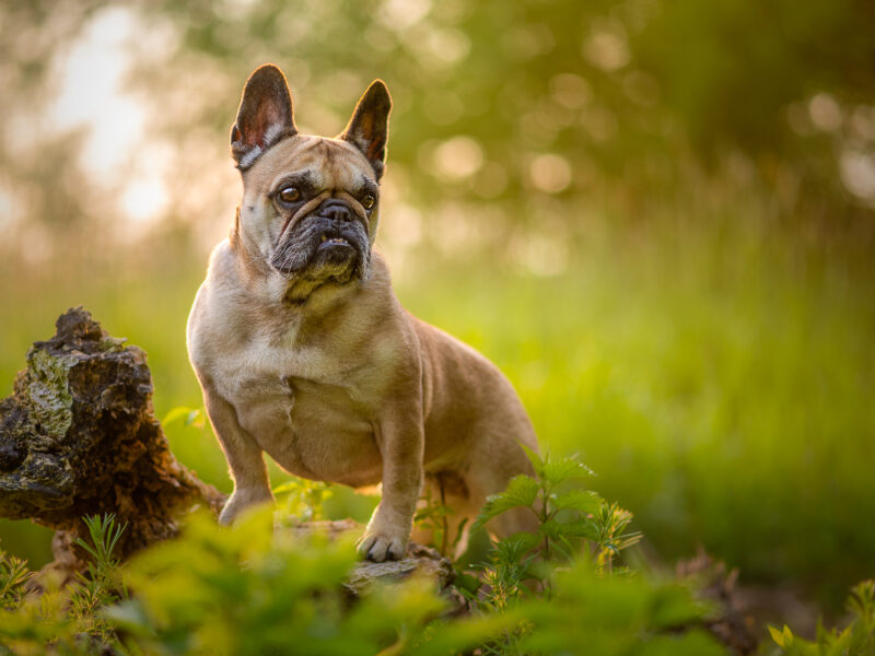 Französische Bulldogge im Morgenlicht