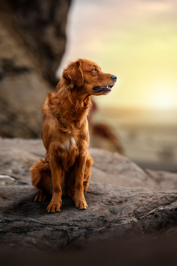 Golden Retriever sitzt auf Felsen