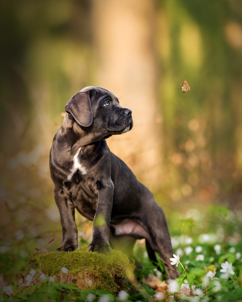 Dogo Argentino Welpe im Wald