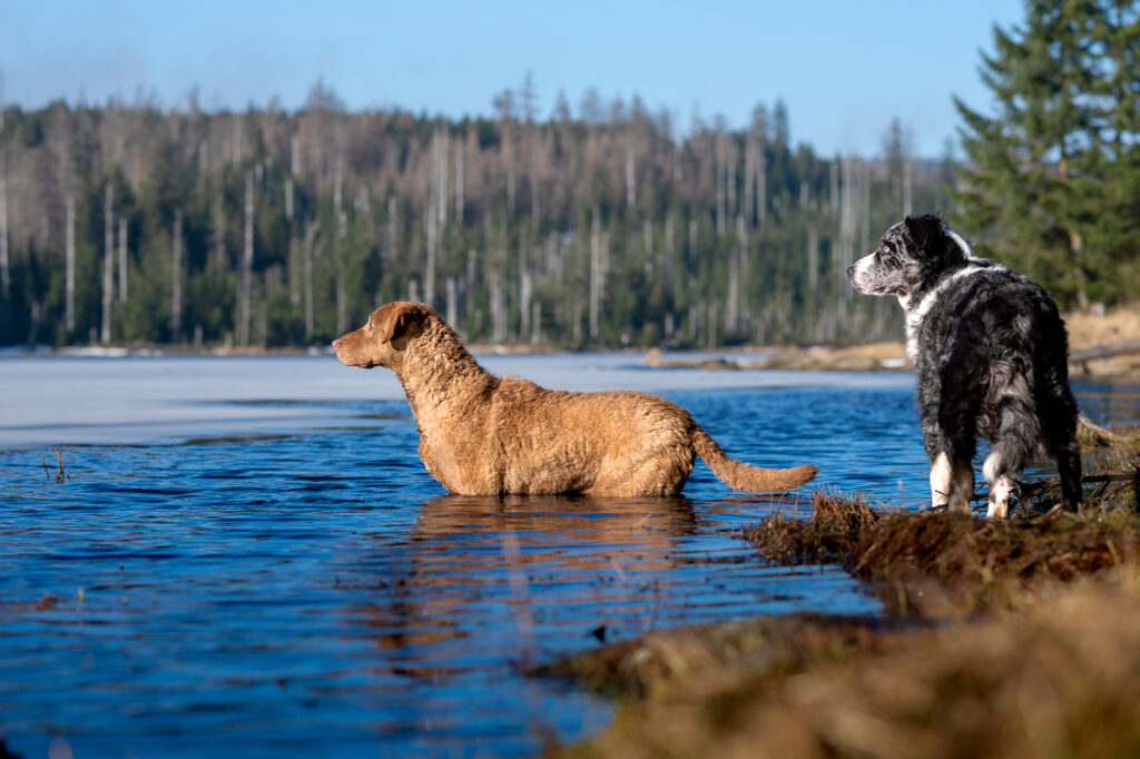 Chesapeake Bay retriever und Australian Sheperd am Oderteich