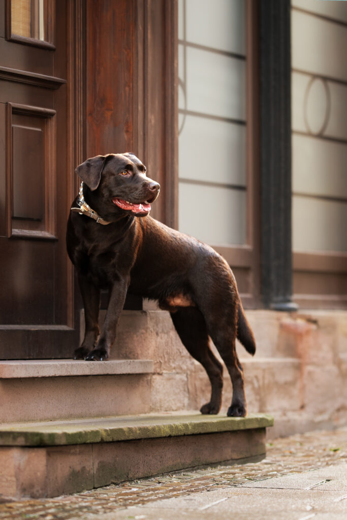 Brauner Labrador vor historischer Tür